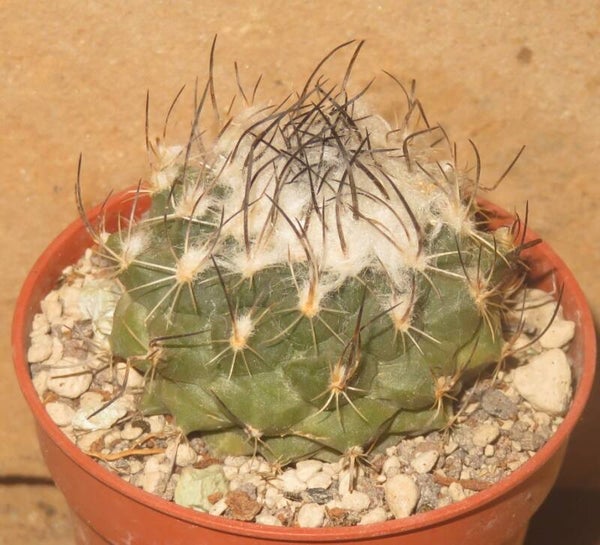 Turbinicarpus viereckii v neglectus L1159 Sierra Salamanca Tamaulipas Mexiko