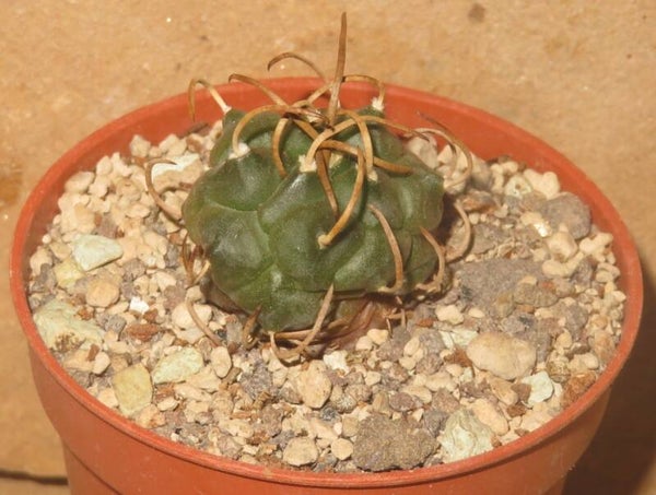 Turbinicarpus schmiedickeanus ssp rubriflorus Bonatz 1590 Cerros Blancos SLP Mexiko