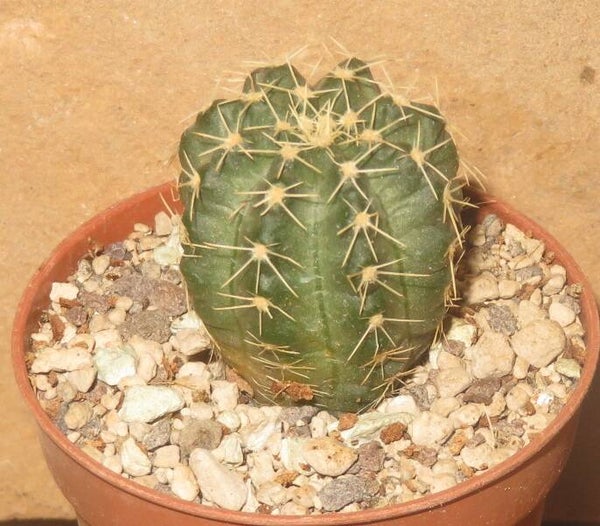 Echinocereus pulchellus v amoenus f aguirrei BW62 Chignahuapan Mexiko