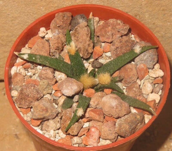 Ariocarpus agavoides Tula, Tamaulipas, Mexico