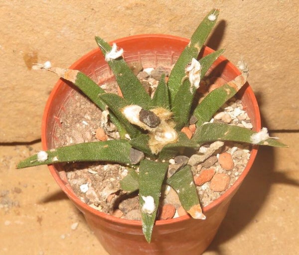 Ariocarpus agavoides Tula, Tamaulipas, Mexico
