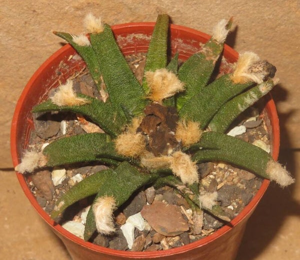 Ariocarpus agavoides Tula, Tamaulipas, Mexico