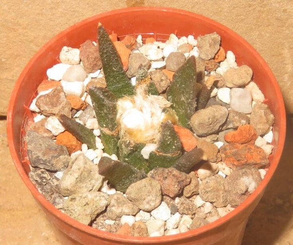 Ariocarpus bravoanus PP422 El Nunez, SLP, Mexiko