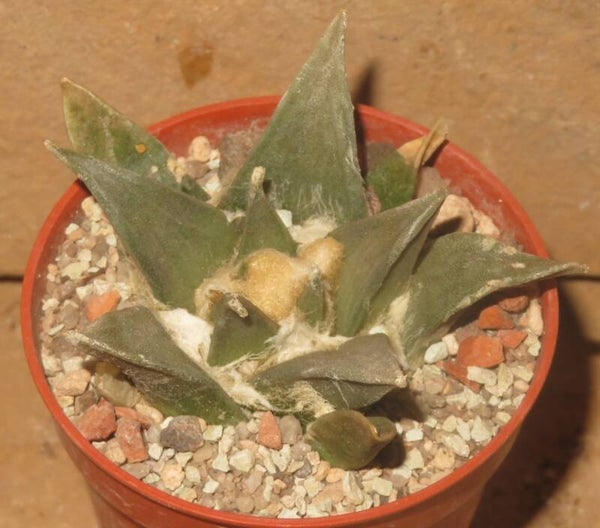 Ariocarpus horacekii Jaumave, Tamaulipas, Mexiko