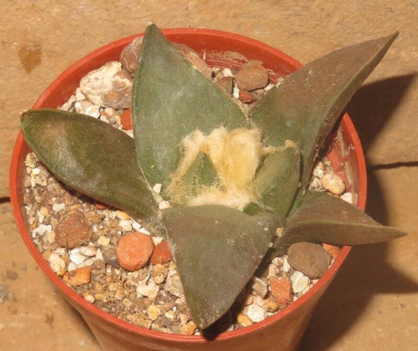 Ariocarpus confusus MM144 Dolores - Rote Blüte