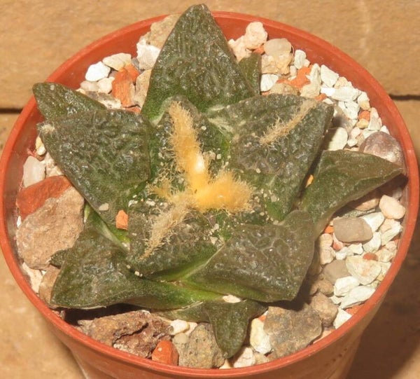 Ariocarpus fissuratus MM134 Puertecitos