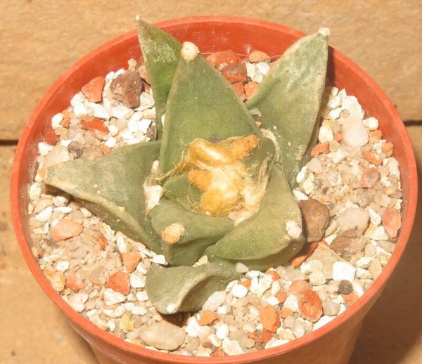 Ariocarpus retusus scapharostroides LH1174 Villa Juarez SLP Mexiko