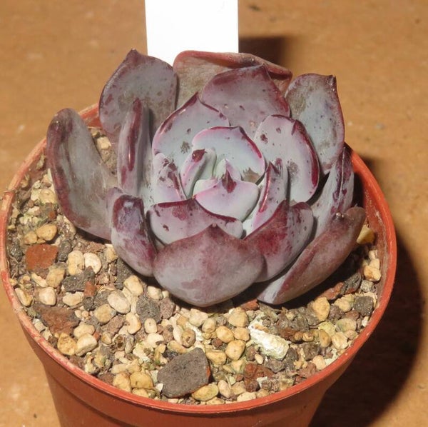 Echeveria cv Pink Floyd