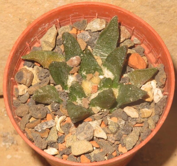 Ariocarpus scapharostrus Rayones NL Mexiko
