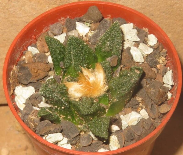 Ariocarpus fissuratus var. hintonii Matehuala, La Paz, SLP, Mexico