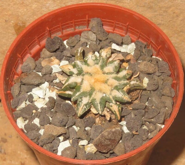 Ariocarpus kotschoubeyanus sladkovsky Rio Verde SLP Mexiko