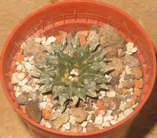 Ariocarpus kotschoubeyanus v albiflorus Tula Tamaulipas Mexiko
