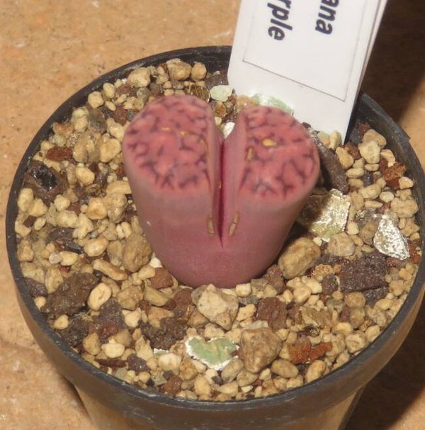 Lithops karasmontana ssp. eberlanzii cv Purple