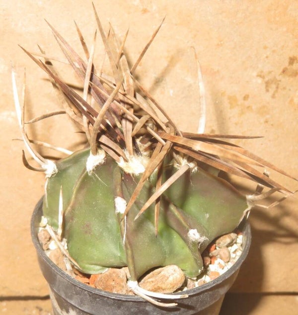 Astrophytum niveum f nudum