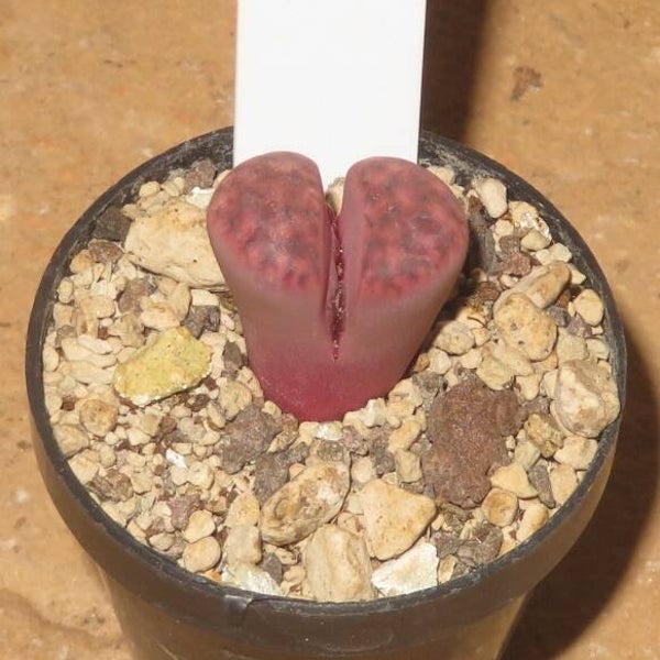 Lithops karasmontana ssp. eberlanzii cv Purple