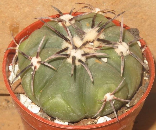 Echinocactus horizonthalonius KMR22 Entronque Huizache SLP Mexiko