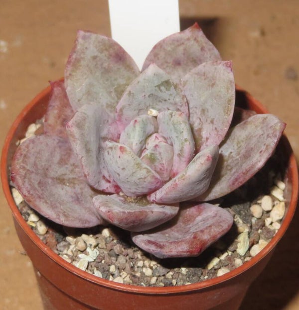 Echeveria cv German Champagne
