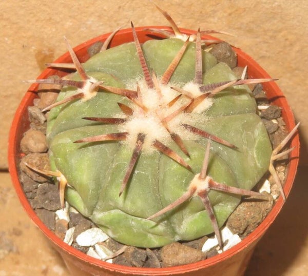 Echinocactus horizonthalonius JABO032 Tula Tamaulipas Mexico