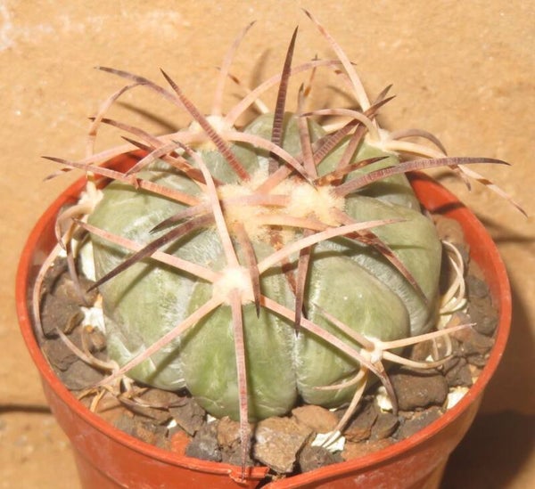 Echinocactus horizonthalonius KMR21 Huizache SLP Mexiko