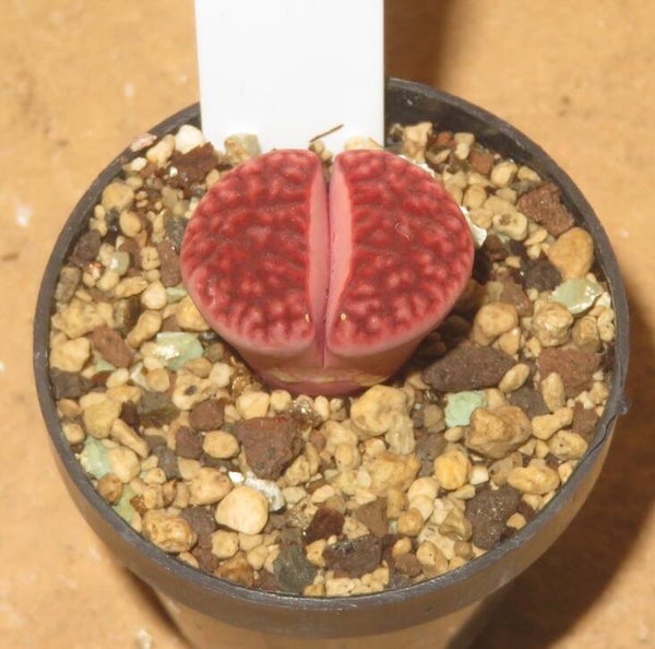 Lithops karasmontana cv Axel's Rose