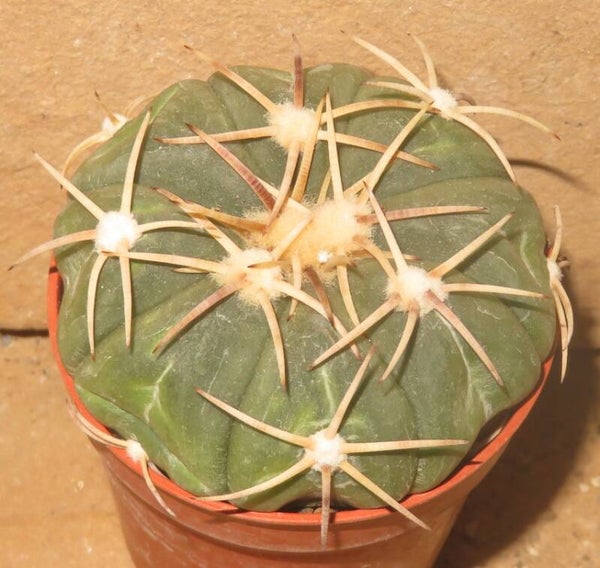 Echinocactus horizonthalonius Las Tablas SLP Mexiko