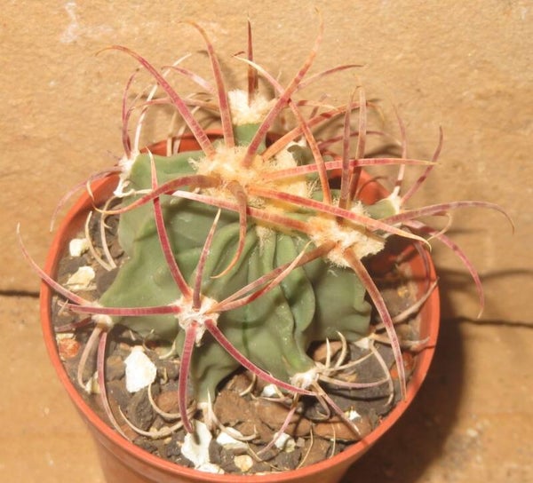 Echinocactus parryi Ciudad Juarez