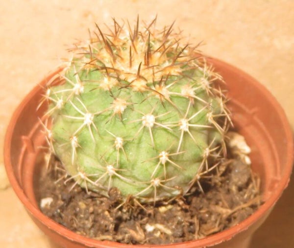 Islaya maritima v aticensis KK594 Atico Peru