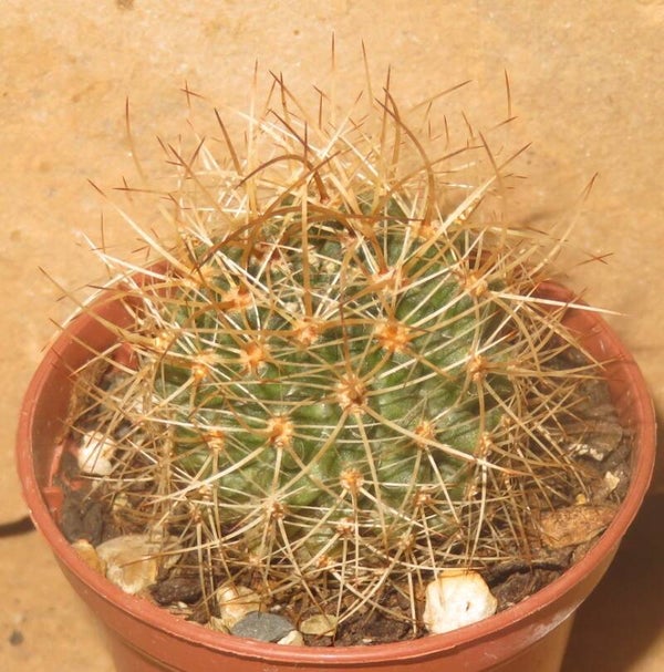 Eriosyce kunzei RS1930 Hurtado Chile