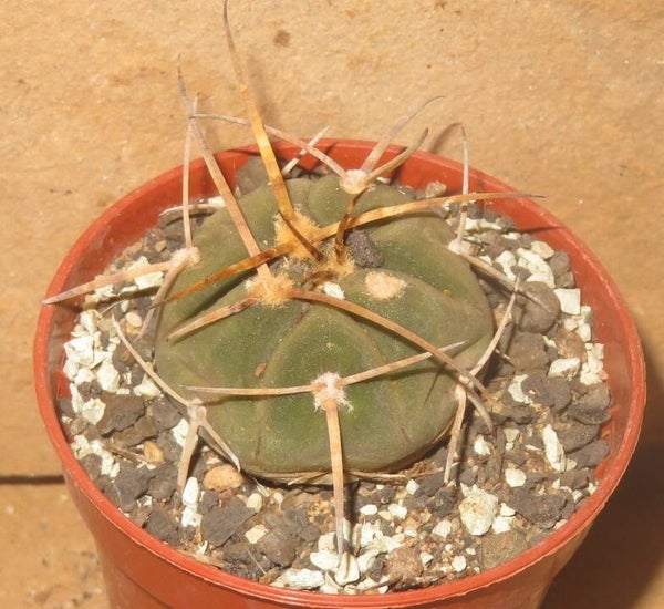 Gymnocalycium armatum