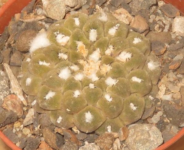 Eriosyce Thelocephala napina LH1287 Huasco Chile
