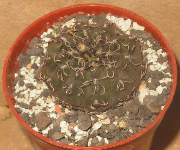 Gymnocalycium stellatum v. kleinianum