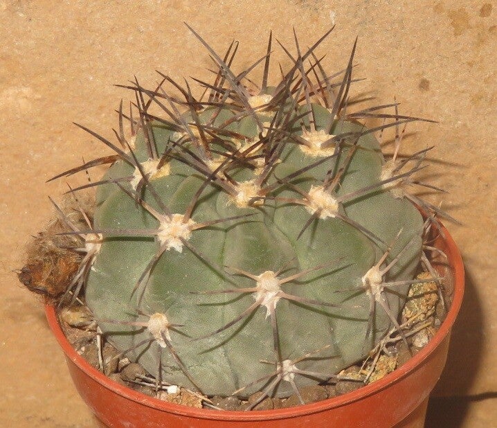 Acanthocalycium glaucum - Echinopsis