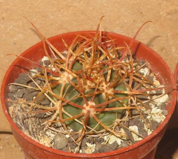 Ferocactus chrysacanthus v rubrispinus
