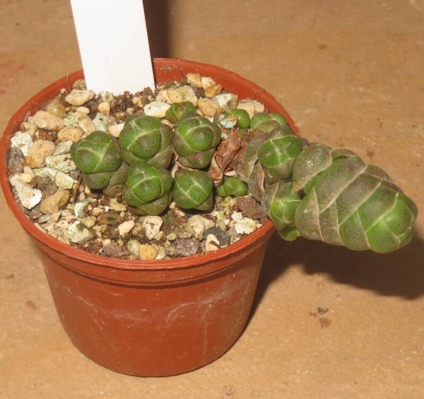 Crassula teres - barklyi