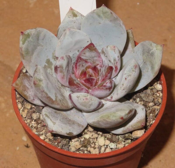 Echeveria cv Trumso