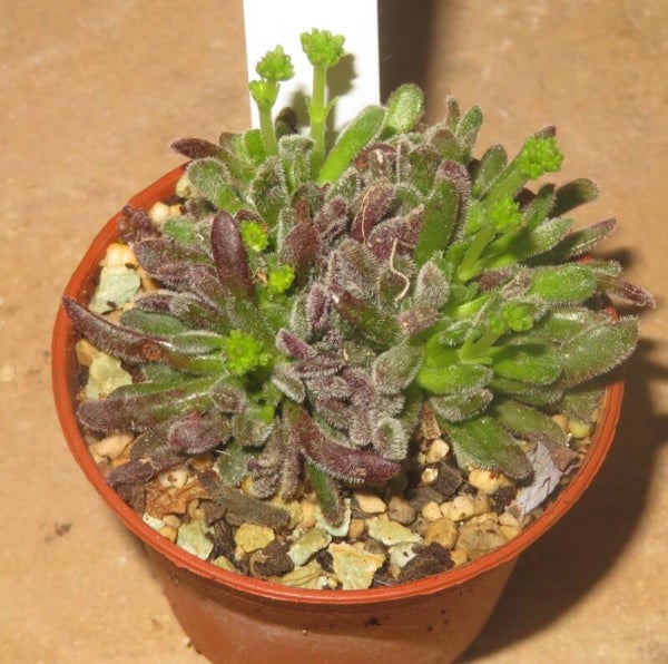 Crassula pubescens