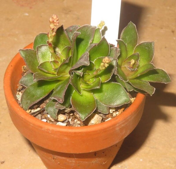 Crassula orbicularis