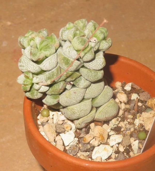 Crassula deceptor