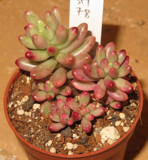 Sedum rubrotinctum Aurora variegata