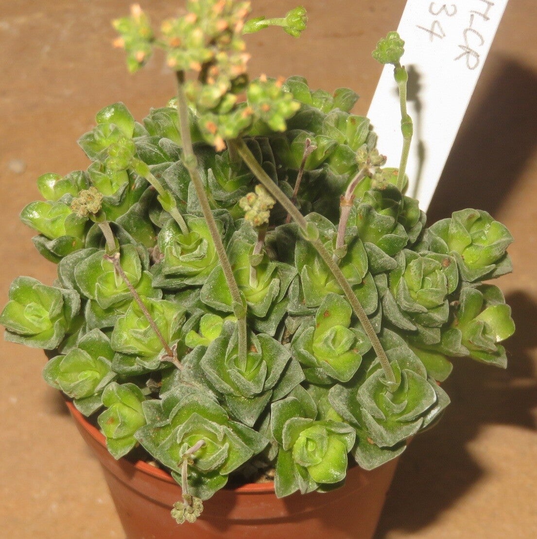 Crassula cv Dorothy