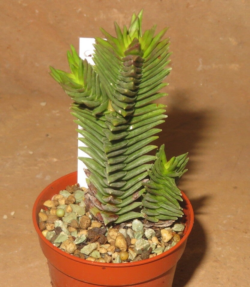 Crassula pyramidalis x congesta