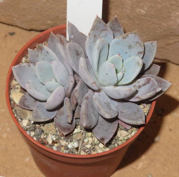 Graptoveria cv Lily