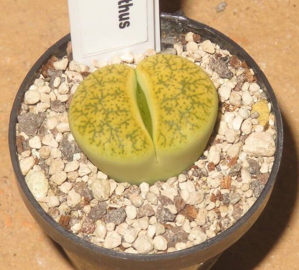 Dinterops Dinteranthus vanzylii × Lithops lesliei v venteri green