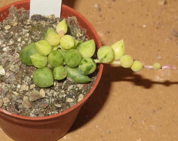 Senecio herreianus variegata
