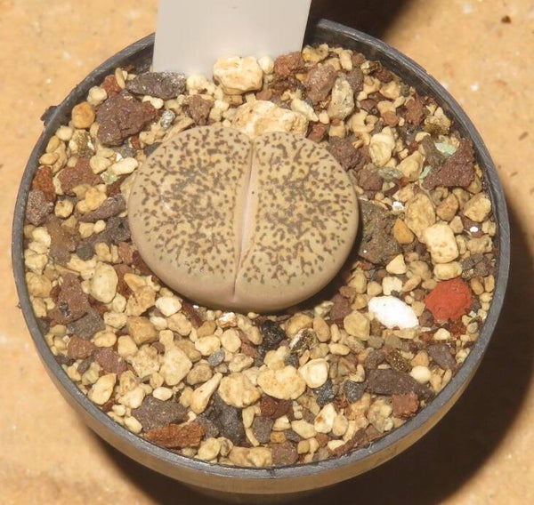 Lithops lesliei var. venteri C001