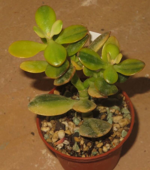 Crassula argentea minor cv Majiko Gorudo variegata
