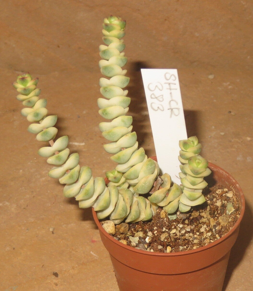 Crassula marnieriana variegata