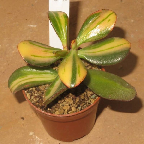 Crassula argentea cv Mikaeri Bijin variegata