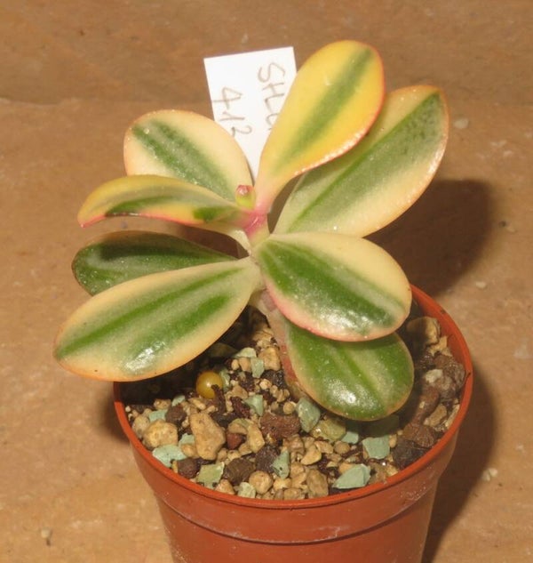 Crassula argentea cv Maruba NISHIKI variegata