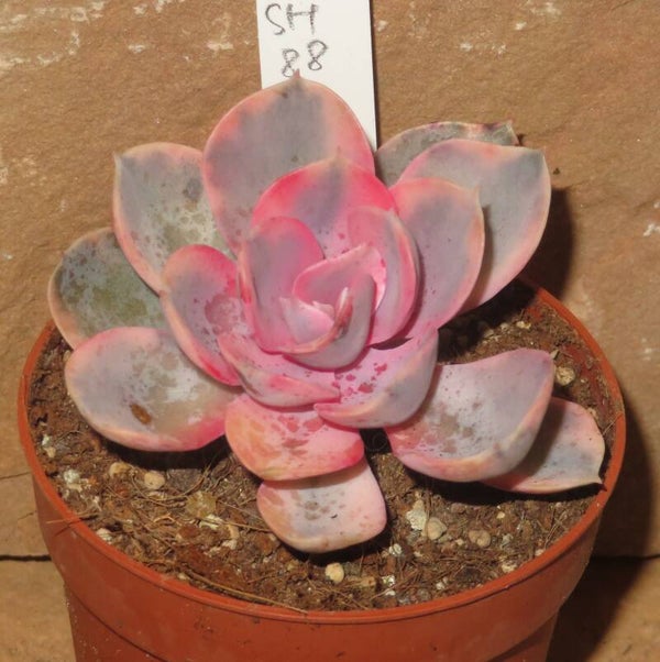 Echeveria cv Rainbow variegata